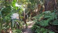 Hiking Trail for Bush Walking in the Strickland State Forest New South Wales Australia. Australian Bush Trail