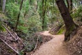 Hiking trail, Castle Rock State park, Santa Cruz mountains Royalty Free Stock Photo