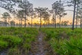 A Hiking Trail in Central Florida at Sunrise