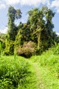 Hiking trail in Cockscomb Basin Wildlife Sanctuary, Beliz Royalty Free Stock Photo