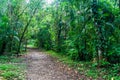 Hiking trail in Cockscomb Basin Wildlife Sanctuary, Beliz Royalty Free Stock Photo