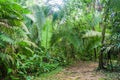 Hiking trail in Cockscomb Basin Wildlife Sanctuary, Beliz Royalty Free Stock Photo