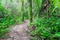 Hiking trail in Cockscomb Basin Wildlife Sanctuary, Beliz Royalty Free Stock Photo