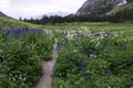 Hiking trail in Colorado Rocky Mountains Royalty Free Stock Photo