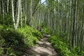 Hiking trail in Colorado Rocky Mountains Royalty Free Stock Photo