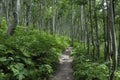 Hiking trail in Colorado Rocky Mountains Royalty Free Stock Photo