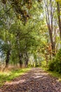 Hiking trail covered with fallen leaves in a park between bushes Royalty Free Stock Photo