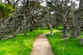 A hiking trail curves through lush green grass dotted with yellow wildflowers beneath a forest of gnarled cypress trees