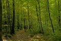 Path through a beech forest with lush green foliage Royalty Free Stock Photo