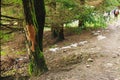 Hiking Trail through the Deep Forest. Royalty Free Stock Photo