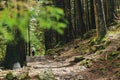 Hiking Trail through the Deep Forest. Royalty Free Stock Photo