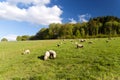 On the Hiking Trail Eifelsteig Royalty Free Stock Photo