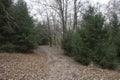 Hiking trail through evergreens