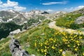 Hiking Trail Through Flowers of Colorado Mountains