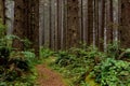 Hiking trail through foggy spruce forest