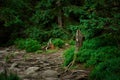 A difficult path covered with stones and protruding roots Royalty Free Stock Photo