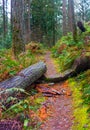 Hiking trail in forest with fallen tree