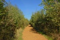 Hiking trail through a forest in Gentbrugse Meersen nature reserve Royalty Free Stock Photo