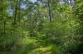 sunny green hiking trial through a summer forest in the flemish countryside Royalty Free Stock Photo