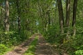 hiking trial through a summer forest in the flemish countryside Royalty Free Stock Photo