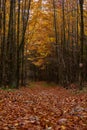 Hiking trail through the forest Royalty Free Stock Photo