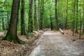 Hiking trail in the forest