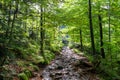 Hiking trail in a forest near Barania Gora Mountain in Beskid Slaski in Poland Royalty Free Stock Photo