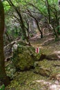 Hiking trail in the forest, on top of Mount Meron