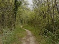 Hiking trail through a forest in the Wallonian countryside