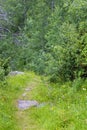 Hiking trail in the forests of Hemsedal, Norway