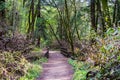 Hiking trail through the forests of Henry Cowell State Park, Santa Cruz mountains, San Francisco bay area, California
