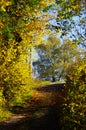 Hiking trail full of autumn leaves and trees with autumn leaves under a blue sky 5 Royalty Free Stock Photo