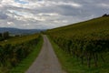 A hiking trail going through autumn vineyard in town Weinfelden, canton Thurgau in Switzerland.