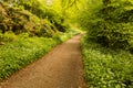 Hiking trail going into bright woods Royalty Free Stock Photo