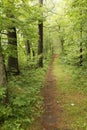 Hiking trail through Governor Knowles State Forest, Wisconsin
