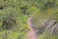 Hiking trail between grass and ouhout trees at Golden Gate