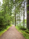 Hiking trail in green forest signifying the importance of adventure and fitness in life . Gothenburg Sweden