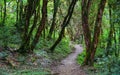 Hiking trail in green summer forest Royalty Free Stock Photo