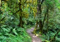 Hiking trail in green summer forest Royalty Free Stock Photo