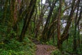 Hiking trail in green summer forest Royalty Free Stock Photo