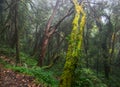 Hiking trail in green summer forest Royalty Free Stock Photo