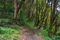 Hiking trail in green summer forest Royalty Free Stock Photo