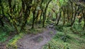 Hiking trail in green summer forest Royalty Free Stock Photo