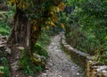 Hiking trail in green summer forest Royalty Free Stock Photo