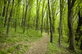 Hiking trail through green trees in beautiful forest