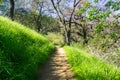 Hiking trail on the hills of Santa Teresa county park Royalty Free Stock Photo