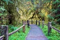 Hiking trail in Hoh Rainforest