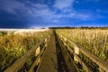 Hiking trail through illuminated canebrake by evening Royalty Free Stock Photo