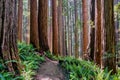 Hiking trail through impressive California Redwood Forest Royalty Free Stock Photo