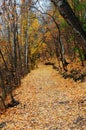 Hiking trail in late autumn forest Royalty Free Stock Photo